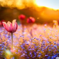 🌷🌷🌷