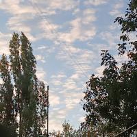 Вероника