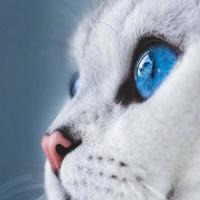 Kitty 