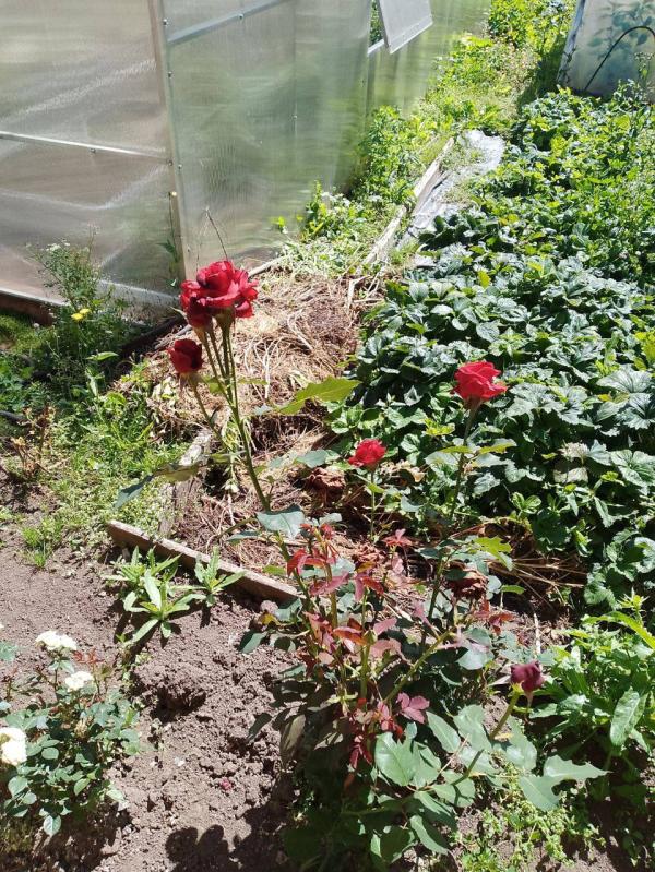 post image 5