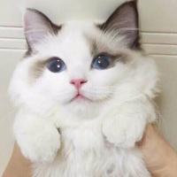 Катя 