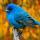 blue_birds