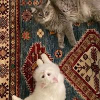 Зарина
