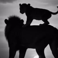 софия.._софа