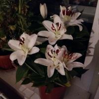Анна  Ланчак 