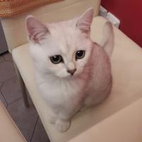 Venera
