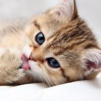 Амалия Ленских 