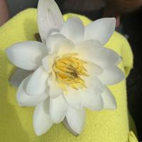 Мария Левина