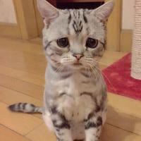 Катя
