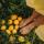 golden_peony