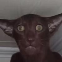 Котег