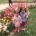 nona.dl