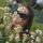 tima_faber