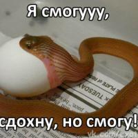 Ира