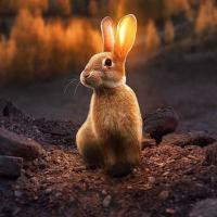 Sunny Bunny