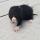 littlehamster