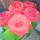 satleykina.nata.11042016