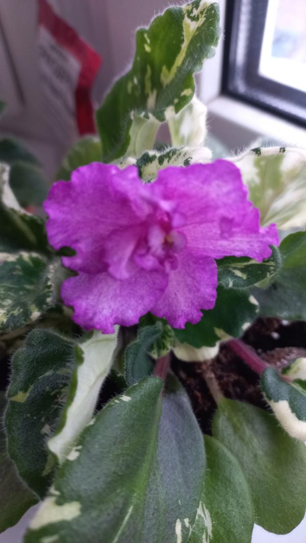 post image 5