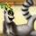 kingjulien