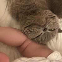 Sha