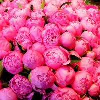 Олеся Сингильдина