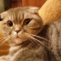 Яна Янко