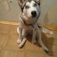 Pijik