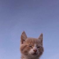Ima