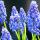 muscari