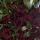 naida_737