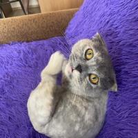 Яна