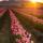 gulnara_1