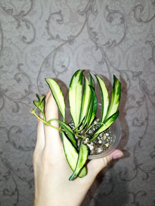 post image 5