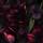 linrosse
