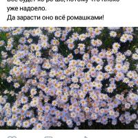 Вика