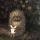 darya_mut