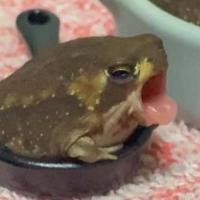 А᧘ᥙᥴᥲ