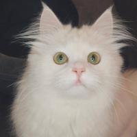 Элиза