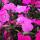 julia_jull