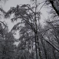 Мирослава Васильева