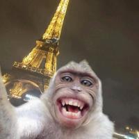 Monkey