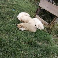 Маржана