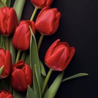 🌹🌹🌹🌹🌹🌹