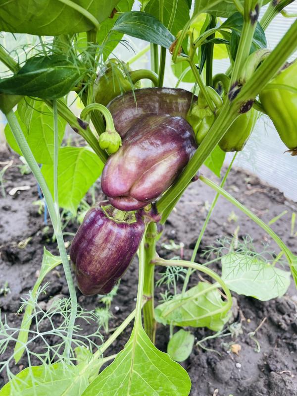 post image 3