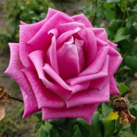 Saule