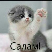 Hadia