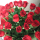 dinara_k