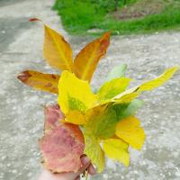 Со Мной По Телефону 