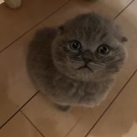 Dan