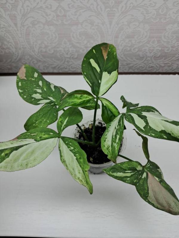 post image 4